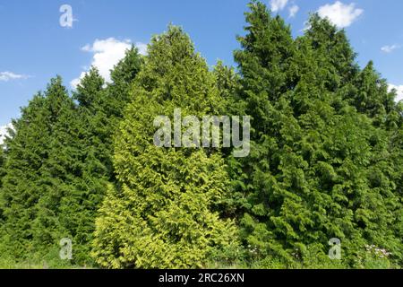 Western Red Cedar tree Thuja plicata 'Variegata' Stock Photo