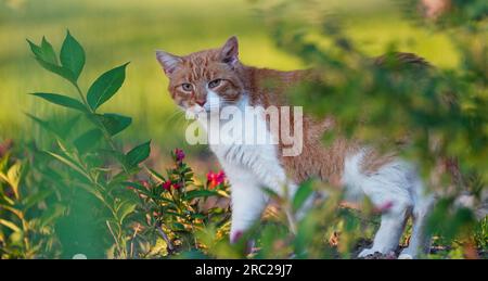 Cat. Majestic orange and white coloured cat on the meadow with flowers. Stock Photo