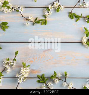 Fresh branches of cherry white blossoms on blue wooden table. Empty place for inspirational, motivational text or quote. Mockup for special offers as Stock Photo