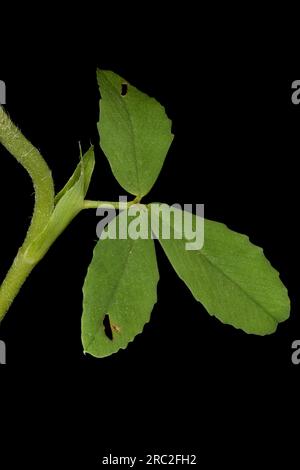 Large Trefoil (Trifolium aureum). Leaf Closeup Stock Photo