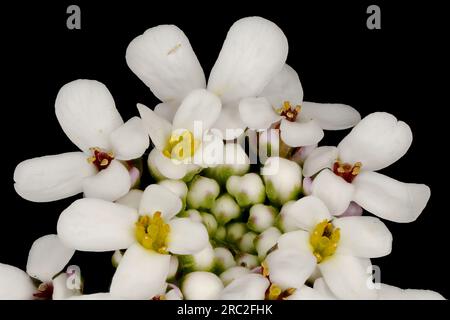 Wild Candytuft (Iberis amara). Inflorescence Detail Closeup Stock Photo