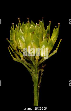 Garden Candytuft (Iberis umbellata). Infructescence Closeup Stock Photo
