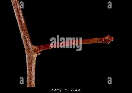 Hairy Cockspurthorn (Crataegus submollis). Brachyblast Closeup Stock Photo