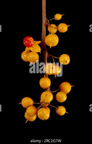 Staff Vine (Celastrus orbiculatus). Infructescence Closeup Stock Photo