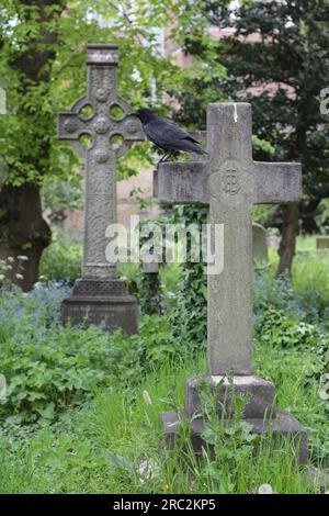 Old headstones in the historic Brompton Cemetery in London. Black crow bird. Stock Photo