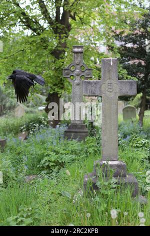 Old headstones in the historic Brompton Cemetery in London. Black crow bird. Stock Photo