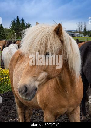 Portrait of a beautiful icelandic horse with a white mane, standing outdoors in the paddock. Stock Photo