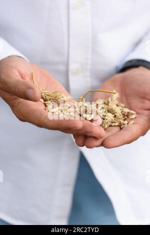 Man holding grains of malt in hands. Field on a background Stock Photo