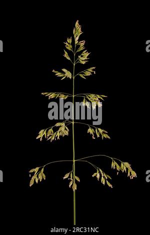 Smooth Meadow Grass (Poa pratensis). Inflorescence Closeup Stock Photo