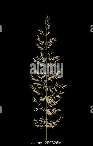 Korean Feather Reed Grass (Calamagrostis arundinacea). Inflorescence Closeup Stock Photo