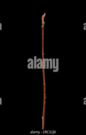 Alder Buckthorn (Frangula alnus). Wintering Twig Closeup Stock Photo