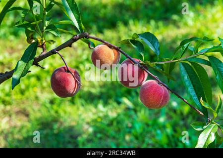 Ripe peaches on tree branch with green leaves vegetating in summer nature on sunny day Stock Photo