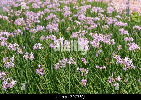 From above of gentle purple flowers of Tulbaghia violacea plant growing on field in countryside in daytime Stock Photo