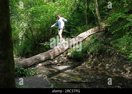 Young woman walking across woodland stream on a fallen tree trunk in Loamhole Dingle, Britain, Uk Stock Photo
