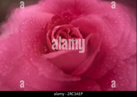 Raindrops on beautiful pink rose Stock Photo