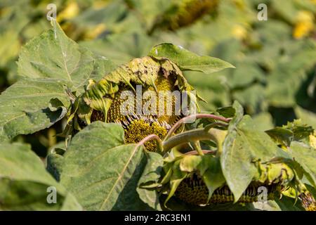 Agricultural field of ripe sunflowers. Sunflower heads with large white seeds close-up. Israel Stock Photo