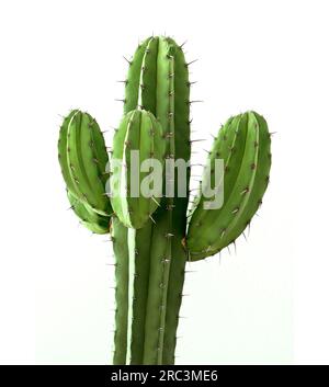 Cactus Leaves on White Background, Cacti Plant, Cereus Grandiflorus Extract #cactus #cacti Stock Photo