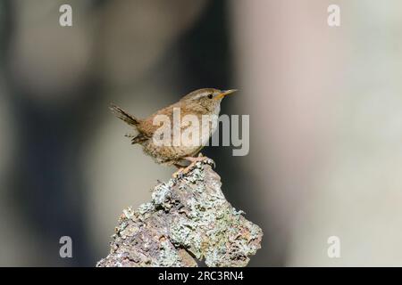 Eurasian Wren, Toglodytes troglodytes, perched on a lichen covered tree stump, looking right Stock Photo