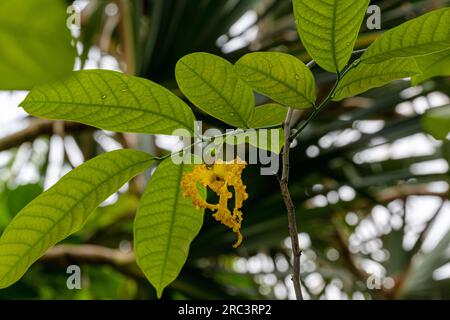Moue Liane (Monodora crispata), flower, native to tropical Africa. Stock Photo