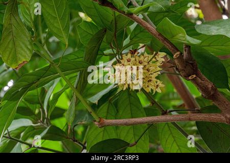 Cola tree, Cola acuminata. All colas come from sub-Saharan Africa (Central Africa, West Africa) Stock Photo