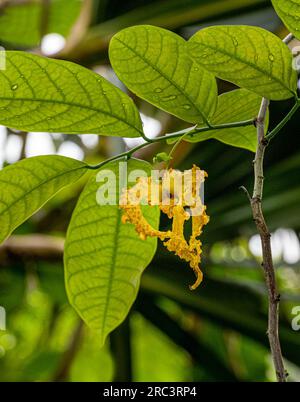 Moue Liane (Monodora crispata), flower, native to tropical Africa. Stock Photo