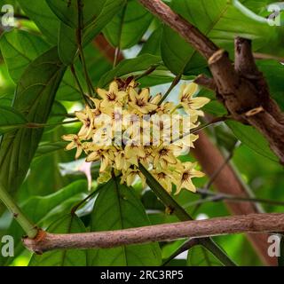 Cola tree, Cola acuminata. All colas come from sub-Saharan Africa (Central Africa, West Africa) Stock Photo