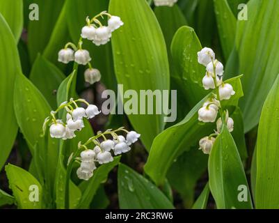 Lily of the valley flowers on green background. Convallaria majalis. Stock Photo