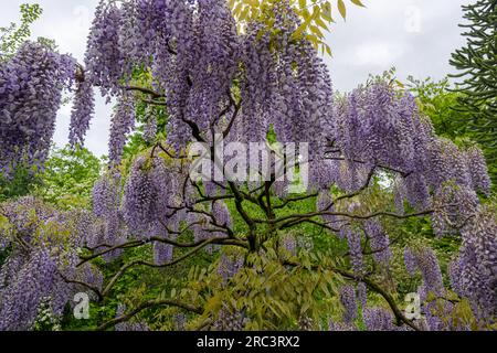 Japanischer Blauregen (Wisteria floribunda 'Blue Dream' Stock Photo - Alamy