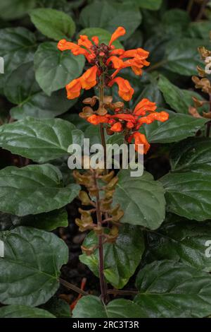 Scutellaria aurata (family Lamiaceae). Stock Photo