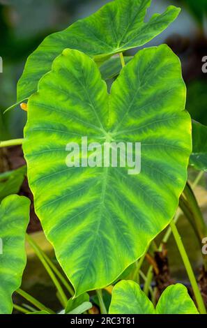 Taro, coco yam, or Eddoe (Colocasia esculenta) leaves Stock Photo