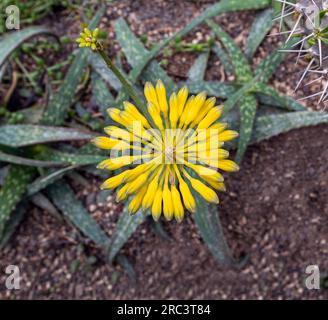 Aloe species (Aloe sinkatana), native to Northeast Africa Stock Photo