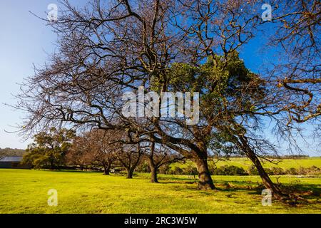 The Briars in Mount Martha Australia Stock Photo