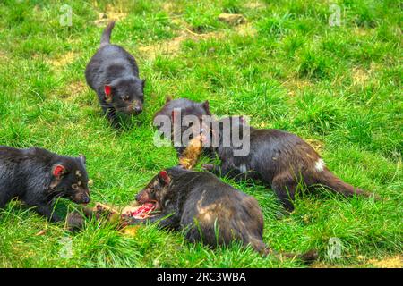 Tasmanian devils, Sarcophilus harrisii, hunting prey in Tasmania on grass. Tasmanian devils is a Australian marsupials and icon of Tasmania. Stock Photo