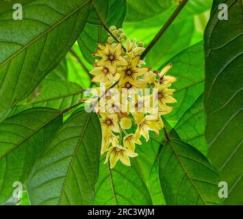 Cola tree, Cola acuminata. All colas come from sub-Saharan Africa (Central Africa, West Africa) Stock Photo