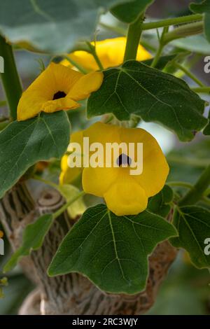 Uncarina decaryi. It is native to Madagascar. Botanical garden Heidelberg, Baden Wuerttemberg, Germany. Stock Photo