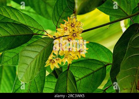 Cola tree, Cola acuminata. All colas come from sub-Saharan Africa (Central Africa, West Africa) Stock Photo