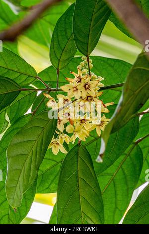 Cola tree, Cola acuminata. All colas come from sub-Saharan Africa (Central Africa, West Africa) Stock Photo