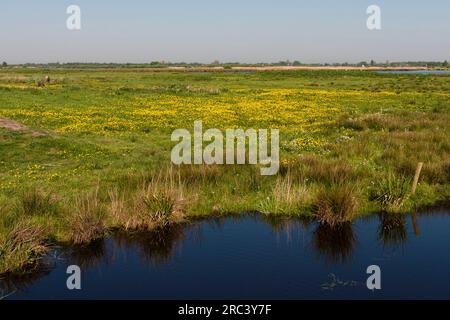 Sloot langs veld met bloeiende Boterbloemen; Ditch along field of flowering Buttercups Stock Photo