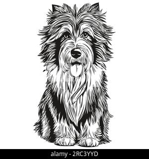 Bearded Collie dog vector face drawing portrait, sketch vintage style transparent background character dog illustration Stock Vector