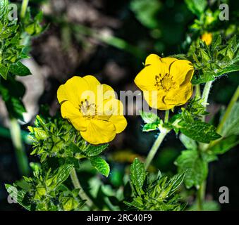High fingerwort Potentilla recta (Family: Rosaceae). It is native to Eurasia. Stock Photo