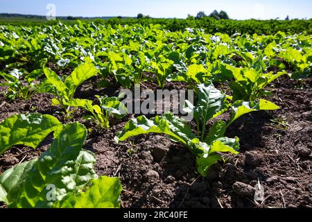 Farm fields on the slopes of the hills are planted with red sweet beets. The culture grows well after sowing, has good healthy leaves, root crop. The Stock Photo