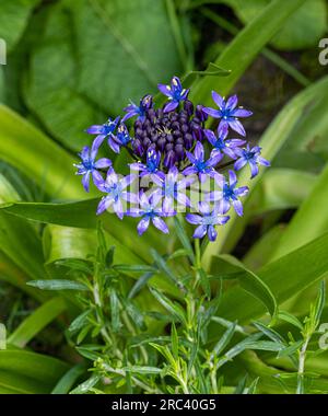 Scilla peruviana or purple blue,an irresistible umbel of ice blue stars Stock Photo