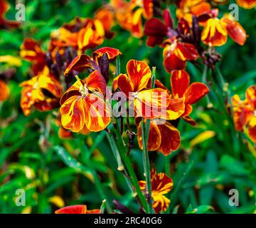 Dark red and orange garden wallflower - Latin name - Erysimum cheiri Stock Photo