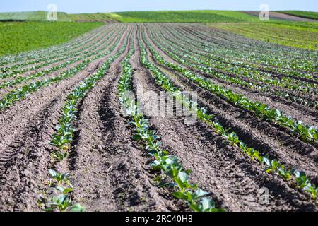 Farm fields on the slopes of the hills are planted with white cabbage. The culture grows well after sowing, has good healthy leaves. The summer in the Stock Photo