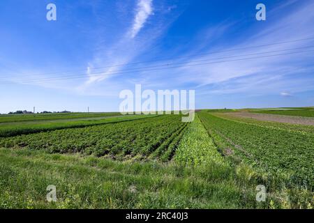 The fields of small farmers planted with carrots, onions, potatoes, cabbage, corn, wheat, beets, soybeans, beans, and other vegetables. The summer in Stock Photo