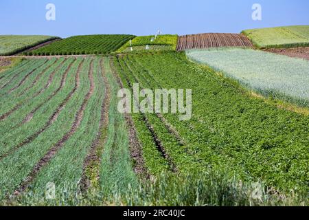 The fields of small farmers planted with carrots, onions, potatoes, cabbage, corn, wheat, beets, soybeans, beans, and other vegetables. The summer in Stock Photo