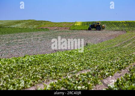 The tractor with sprayer on the fields of small farmers planted with carrots, onions, potatoes, cabbage, corn, wheat, beets, soybeans, beans, and othe Stock Photo