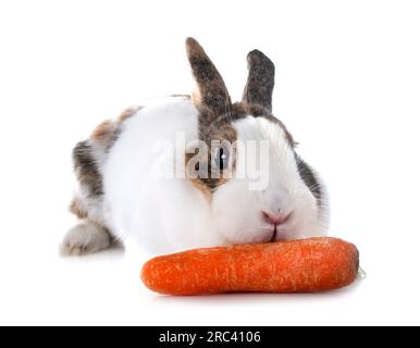 rex rabbit in front of white background Stock Photo
