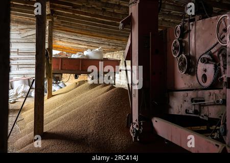 Piles and sacks of soybean grains drying at mill storage or grain elevator. The main commodity group in the food markets. Somewhere in Lviv region in Stock Photo