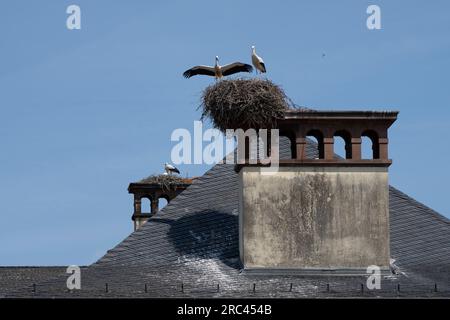 Orangerie Park:  View of a a nest with young storks on the roof above The Josephine pavilion Stock Photo